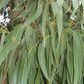 Découvrez les merveilleux bienfaits de l'eucalyptus (Khot bouteille)
