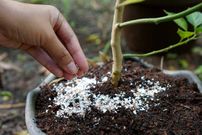 Les coquilles d'œuf comme engrais pour les plantes [PlantsSparkJoy]