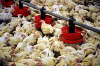 100-mille-poulets-victimes-de-la-grippe-aviaire-au-sénégal