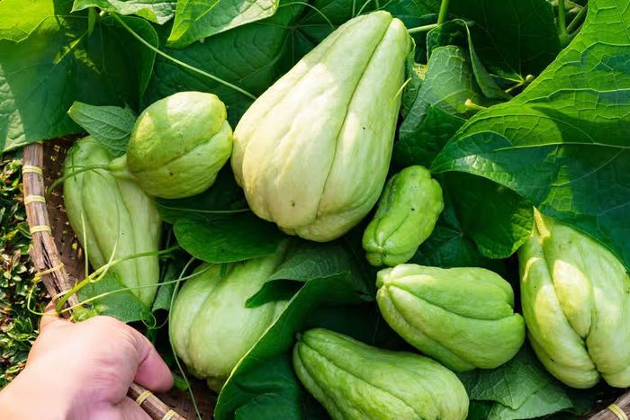 christophine-chayotte