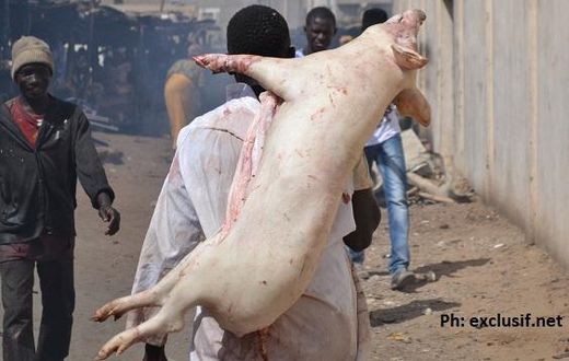 Voleur de porcs