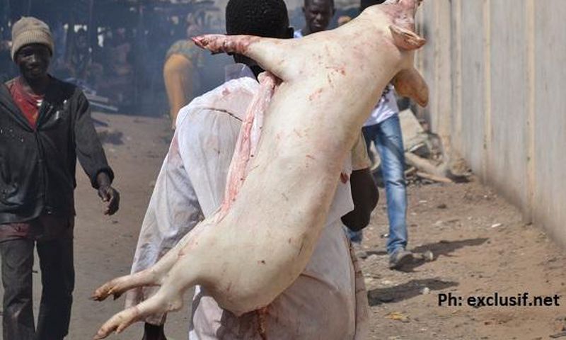 Voleur de porcs