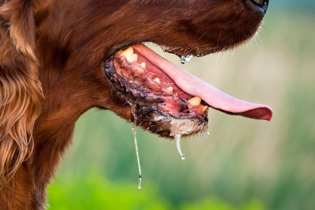 rage chien