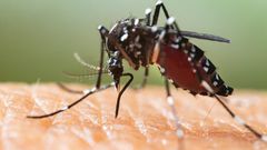 Close-up of a mosquito sucking blood from a human.Shutterstock