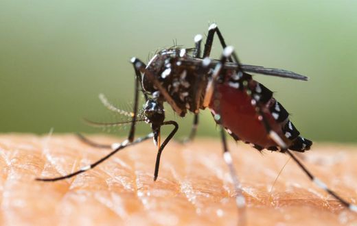 Close-up of a mosquito sucking blood from a human.Shutterstock