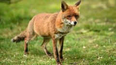 Renard