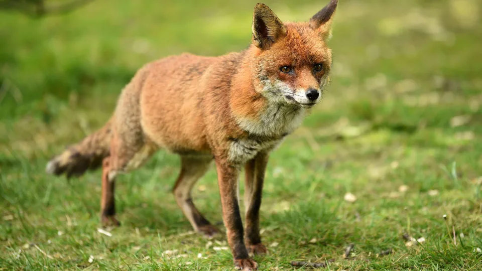 Renard