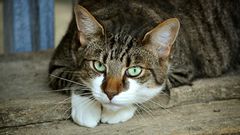 chat