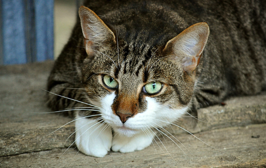 chat