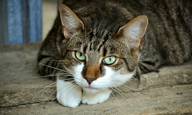 chat