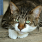 chat