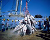 Greenpeace accuse des navires chinois de pêche illicite au large du Sénégal