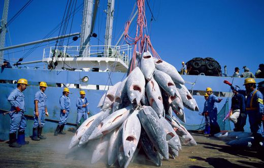 Greenpeace accuse des navires chinois de pêche illicite au large du Sénégal