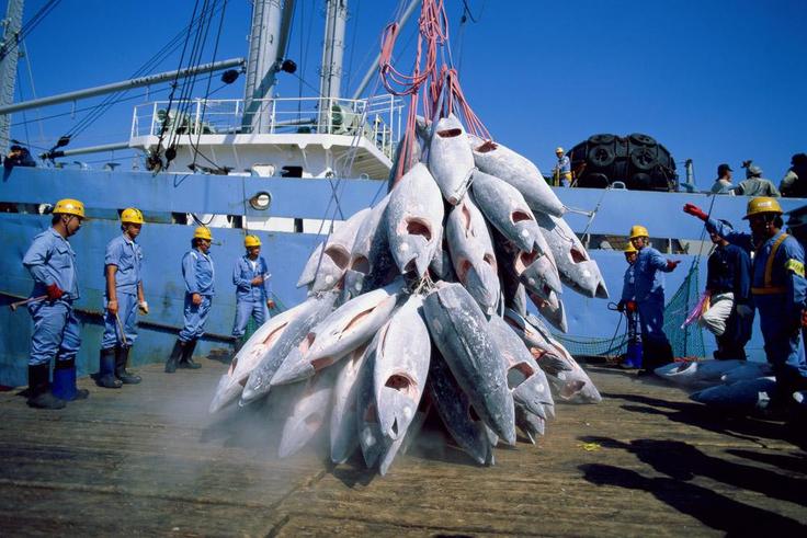 Greenpeace accuse des navires chinois de pêche illicite au large du Sénégal