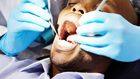 A patient being examined by a dentist
