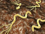 Helicobacter pylori