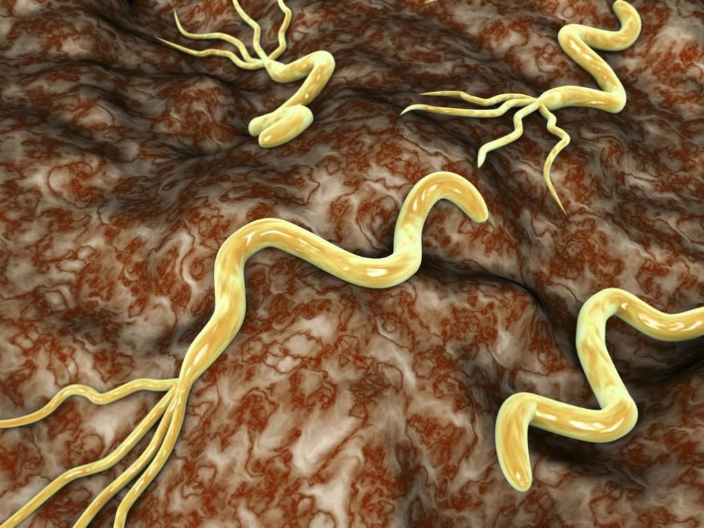 Helicobacter pylori