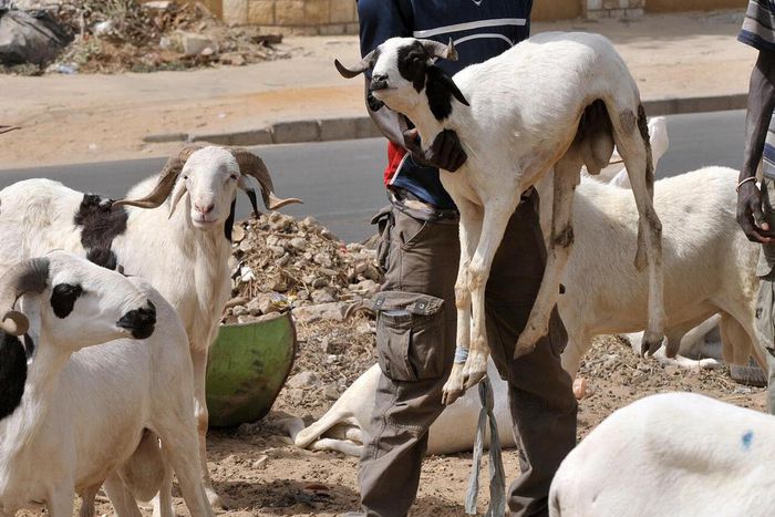 Préparatifs de la fête de la Tabaski (image d'illustration)