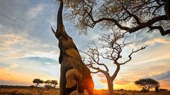 An elephant picking fruits from Marula tree
