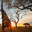 An elephant picking fruits from Marula tree