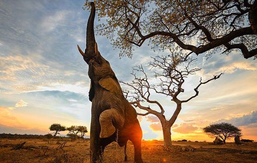 An elephant picking fruits from Marula tree