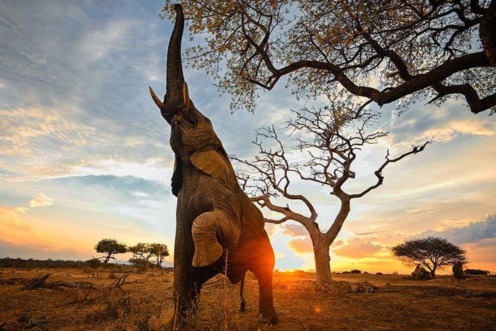 An elephant picking fruits from Marula tree