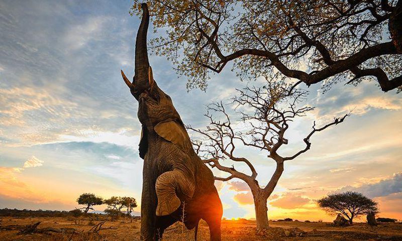 An elephant picking fruits from Marula tree
