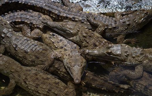 crocodile