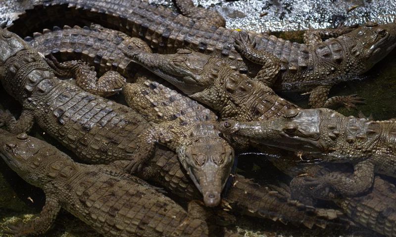 crocodile