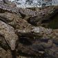 crocodile