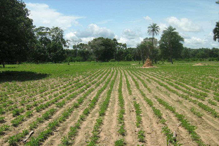 Champ d'arachide en Casamance : illustration @pulse.Sn