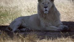 A white lion named Brutus is seen at the Drakenstein Lion Park near Cape Town December 29, 2015. Brutus, who fathered three "miracle" cubs despite having had a vasectomy in his youth, is going back to the vet to have the operation a second time. Brutus...
