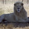 A white lion named Brutus is seen at the Drakenstein Lion Park near Cape Town December 29, 2015. Brutus, who fathered three "miracle" cubs despite having had a vasectomy in his youth, is going back to the vet to have the operation a second time. Brutus...