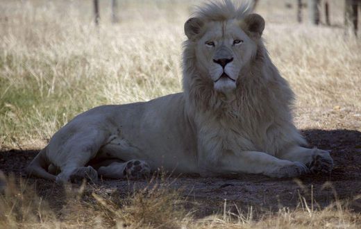 A white lion named Brutus is seen at the Drakenstein Lion Park near Cape Town December 29, 2015. Brutus, who fathered three "miracle" cubs despite having had a vasectomy in his youth, is going back to the vet to have the operation a second time. Brutus...