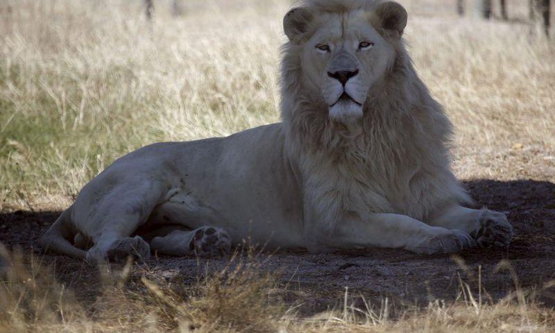 A white lion named Brutus is seen at the Drakenstein Lion Park near Cape Town December 29, 2015. Brutus, who fathered three "miracle" cubs despite having had a vasectomy in his youth, is going back to the vet to have the operation a second time. Brutus...