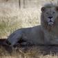 A white lion named Brutus is seen at the Drakenstein Lion Park near Cape Town December 29, 2015. Brutus, who fathered three "miracle" cubs despite having had a vasectomy in his youth, is going back to the vet to have the operation a second time. Brutus...