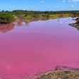 Cet-etang-a-Hawai-est-mysterieusement-devenu-rose-bubblegum-La