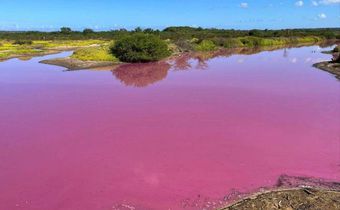 Cet-etang-a-Hawai-est-mysterieusement-devenu-rose-bubblegum-La