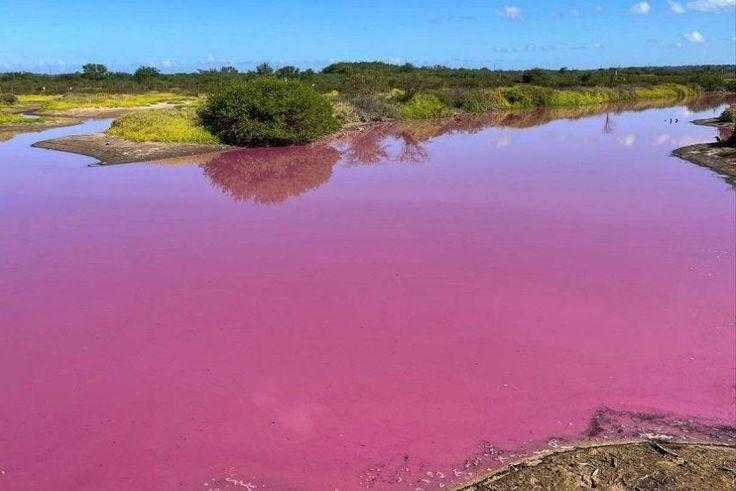Cet-etang-a-Hawai-est-mysterieusement-devenu-rose-bubblegum-La