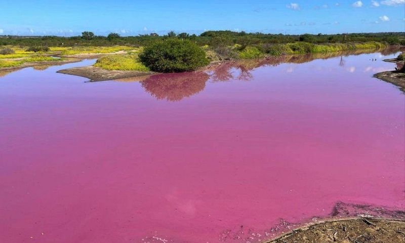 Cet-etang-a-Hawai-est-mysterieusement-devenu-rose-bubblegum-La