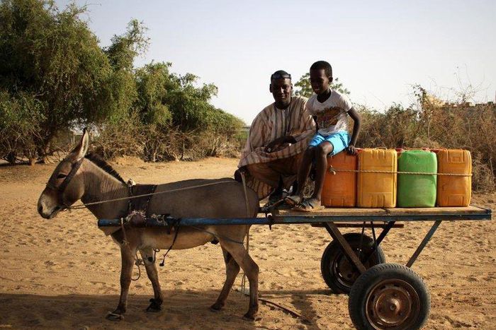 Charrette-tiree-par-un-ane-Elles-peuvent-aussi-etre-tirees-par-un-cheval-ou