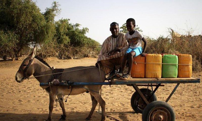 Charrette-tiree-par-un-ane-Elles-peuvent-aussi-etre-tirees-par-un-cheval-ou