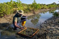 UNEP Decade on Ecosystem Restoration Growing Mangroves Sri Lanka Todd Brown 66