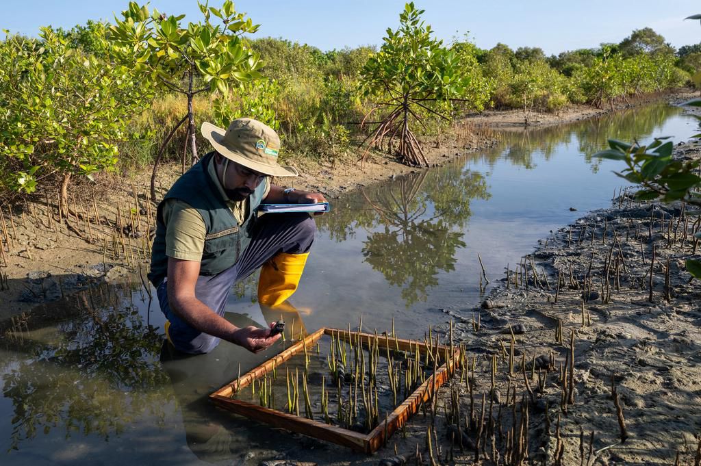 UNEP Decade on Ecosystem Restoration Growing Mangroves Sri Lanka Todd Brown 66
