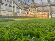 L'intérieur de la serre hydroponique Gotham Greens, située au-dessus du Whole Foods Market à Gowanus, Brooklyn.Britney Nguyen/Insider