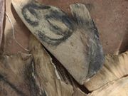 Criminalité faunique