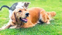 chien-et-chat