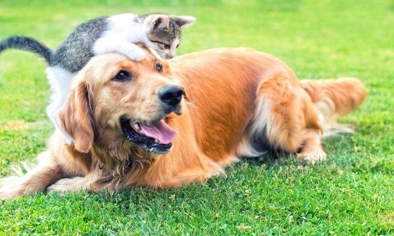 chien-et-chat