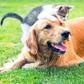 chien-et-chat
