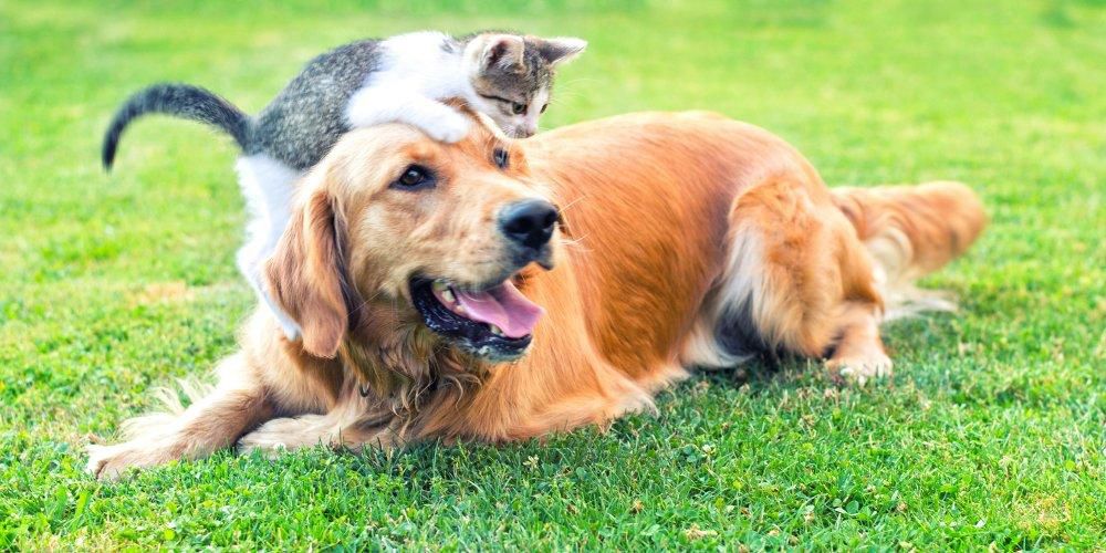 chien-et-chat